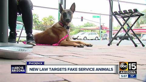 Arizona legislature cracking down on fake service animals