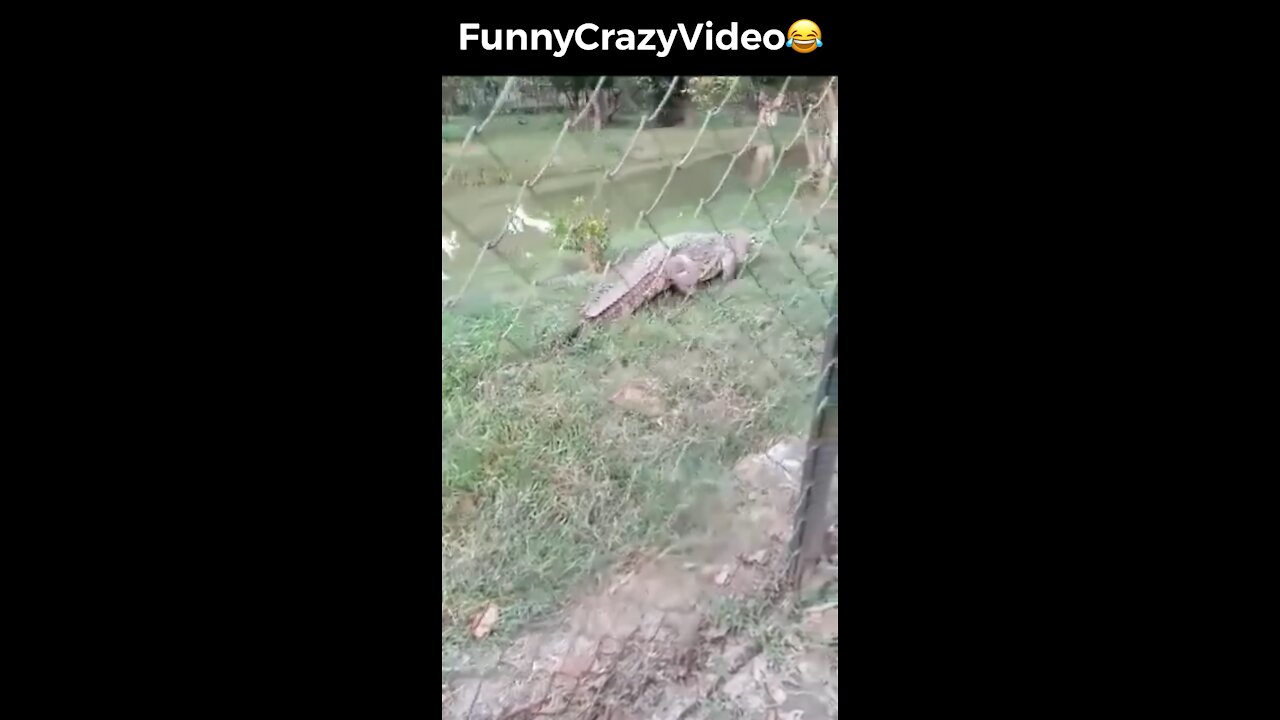 Mr FunnyCrazyVideo😂 Just Incredible Video Funny and Crazy #Like Follow for Follow 🥰