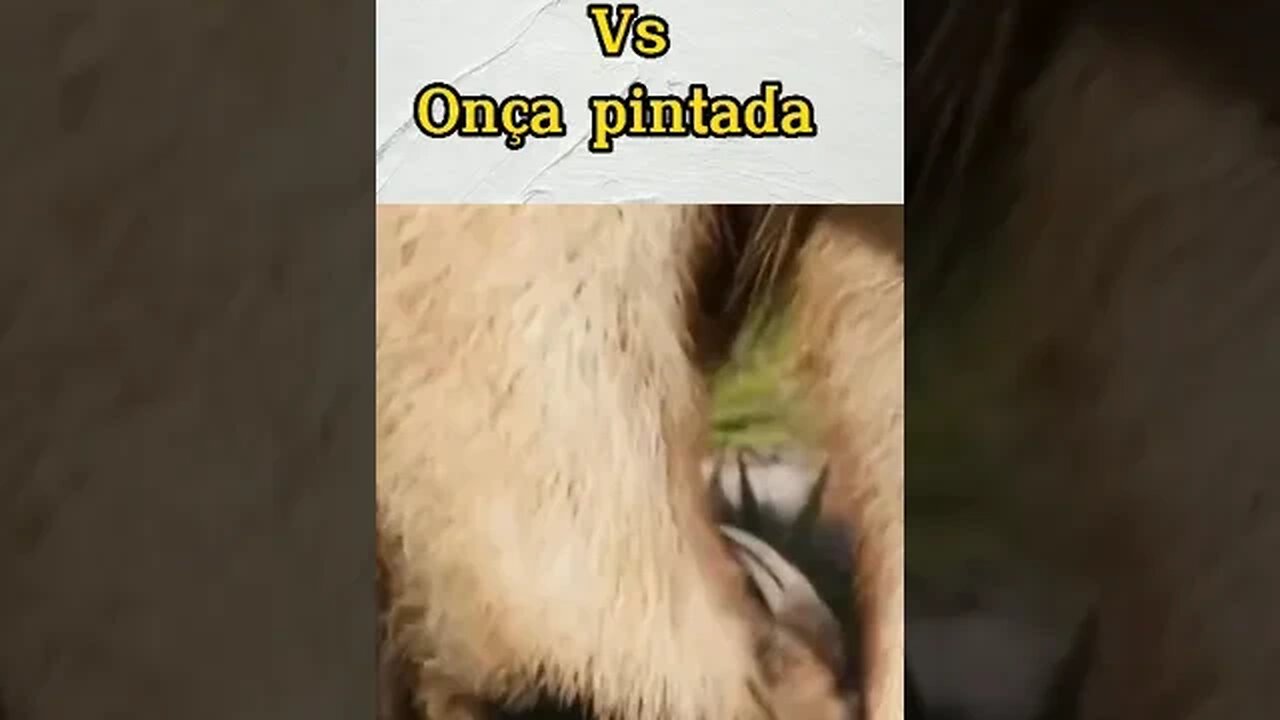 Tamanduá vs Onça - Quem Ganha? #shorts