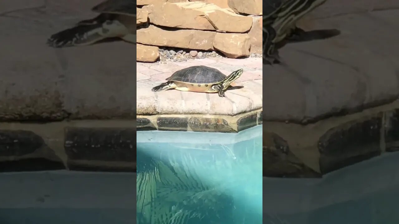 Reuben Sunning! #turtle #turtlepond #turtles #turtleisland #shorts