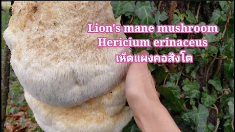 Lion's mane, Hericium erinaceus How to dehydrate