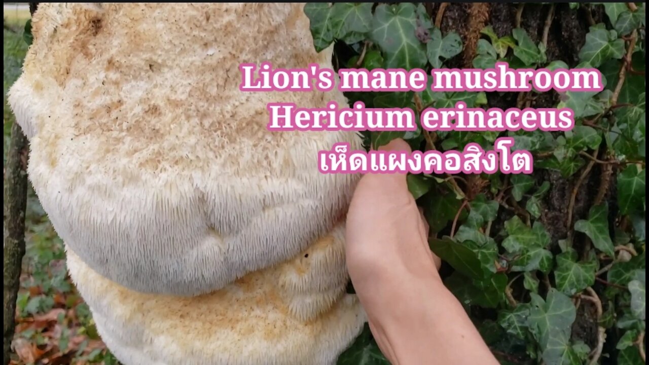 Lion's mane, Hericium erinaceus How to dehydrate