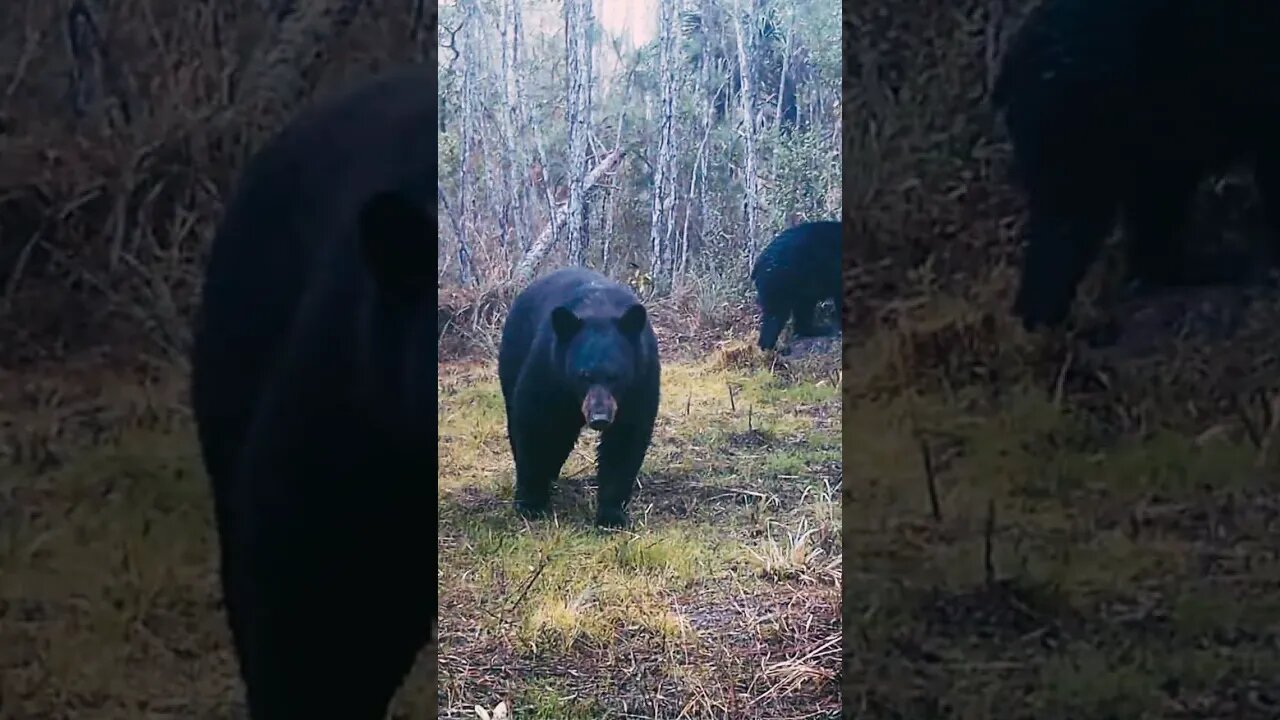 Mama with Cubs