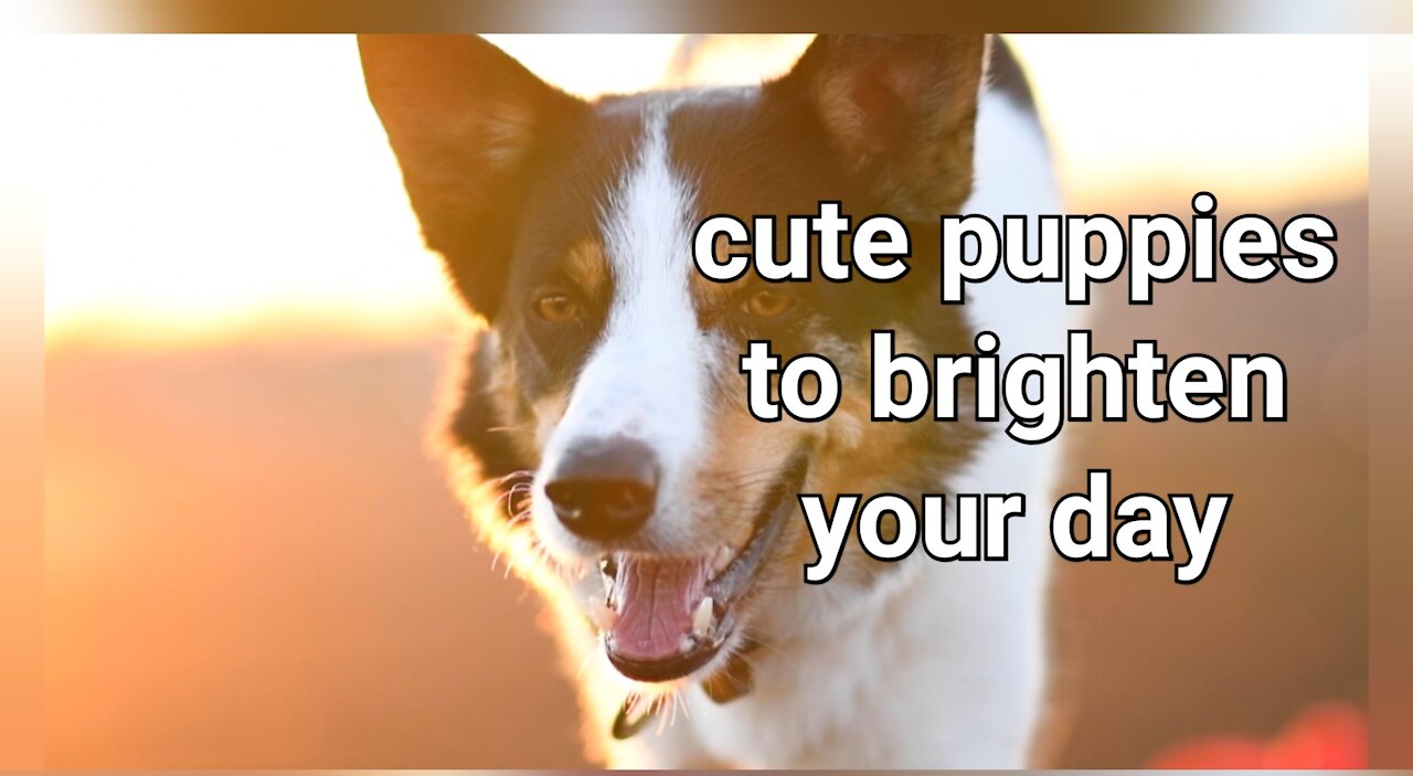 cute puppies to brighten your day