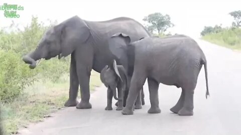 most funny baby elephant video compilation