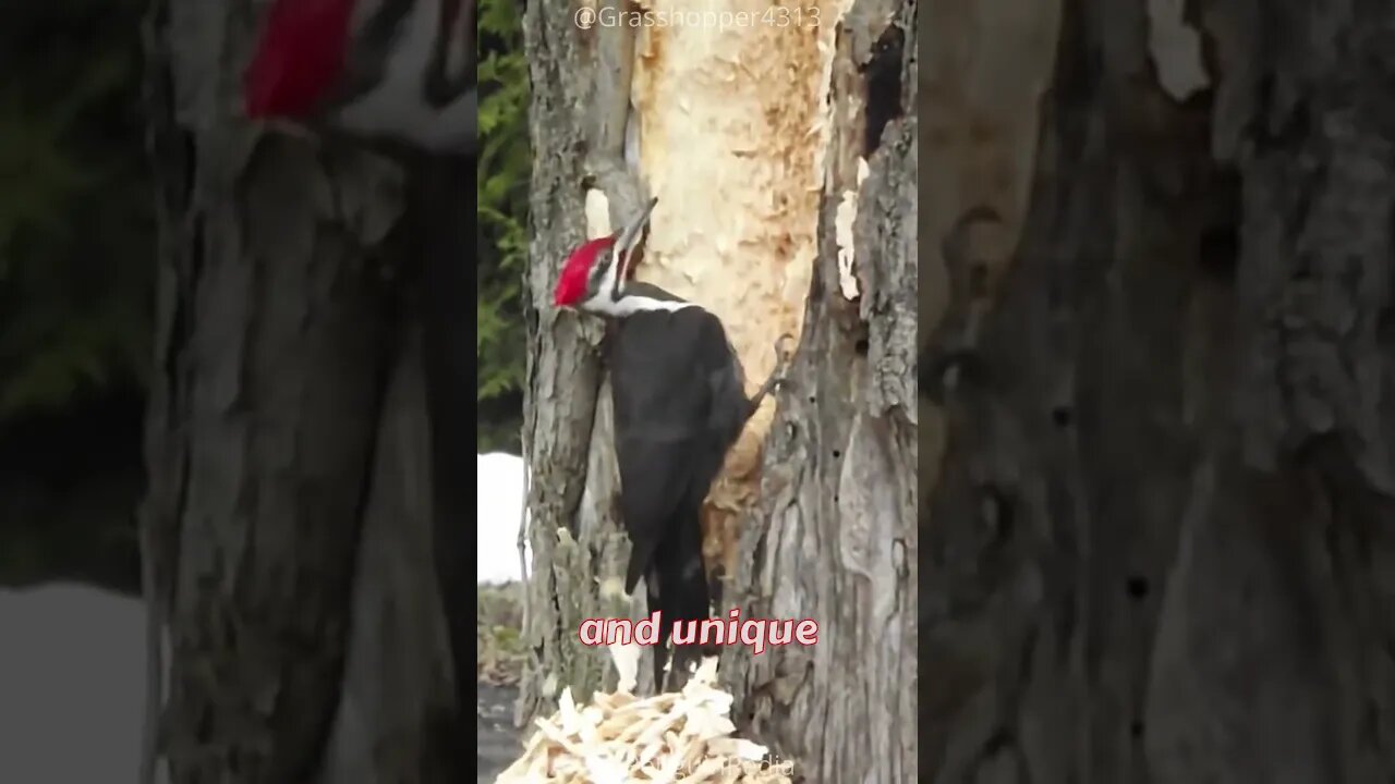 Bird With Tongue 3 Times Longer Than Its Beak | The Woodpecker! 🐦🪵#woodpecker , #birds , #animals