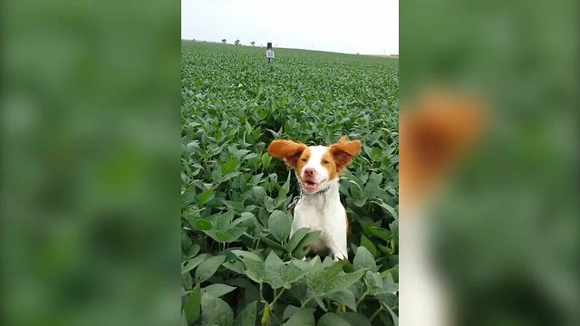 Funny Dog Hops Around In A Field