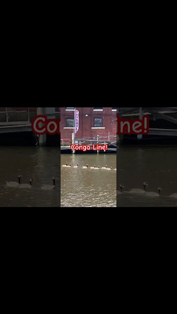 This gaggle of geese was making everyone smile 😃 🪿 #funny #goose #shorts