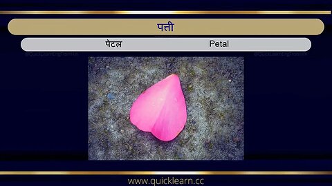 Learn English via Hindi with pictures - Plants हिन्दी से अंग्रेजी सीखें - पौधे #learnenglish