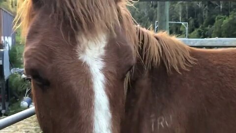 Banjo the brumby wants more hay ❤️ #brumby #guyfawkesheritagehorses