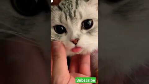 cat robot 🙀😼🙀😽🐾 #cat #robot #shortvideo #status #short #shorts