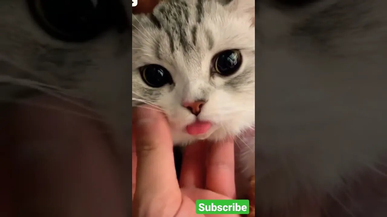 cat robot 🙀😼🙀😽🐾 #cat #robot #shortvideo #status #short #shorts