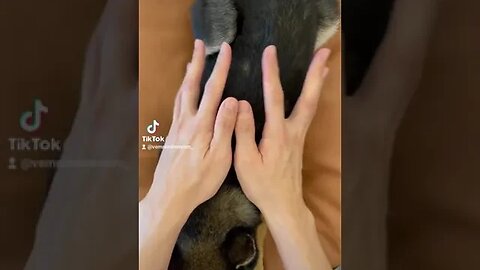 que fofura #dog #asmr #pet