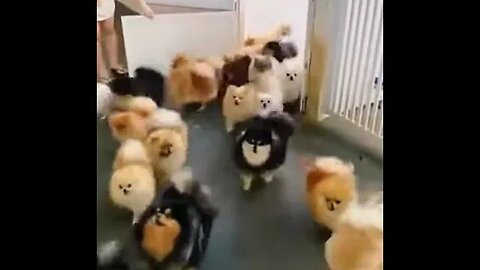 Cute dogs Attack