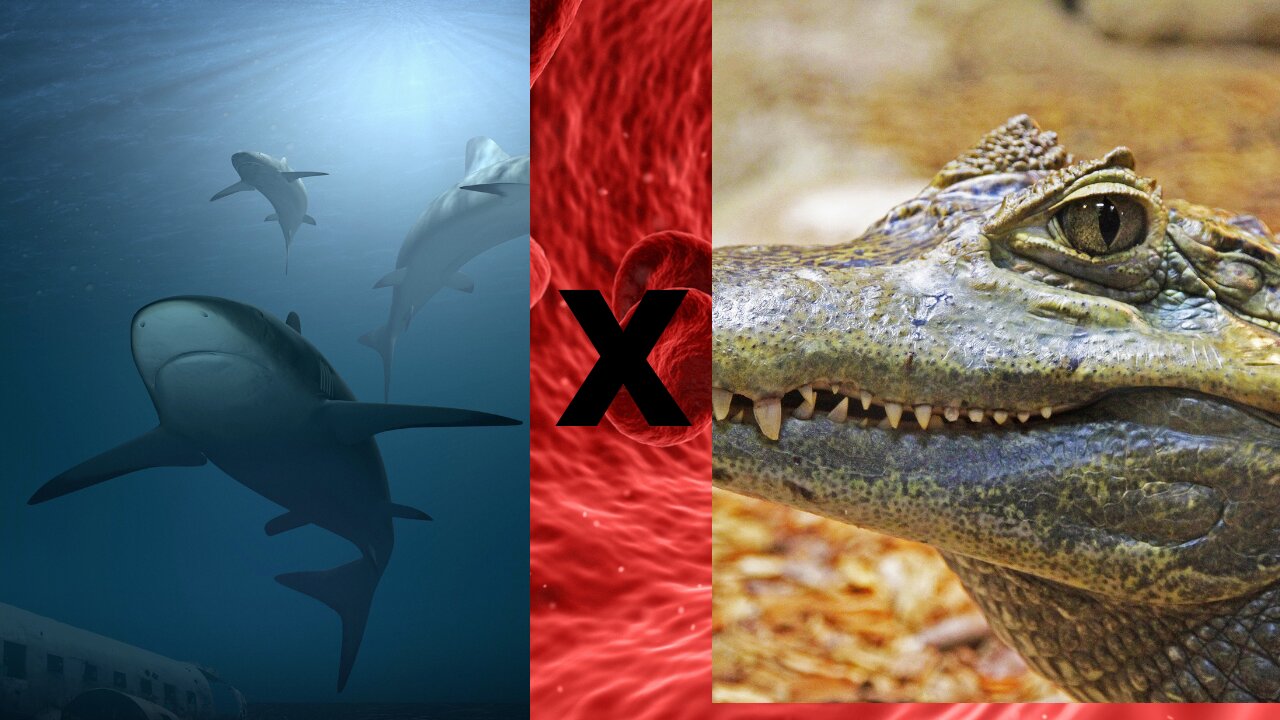 WAR BETWEEN SHARK AND CROCODILE