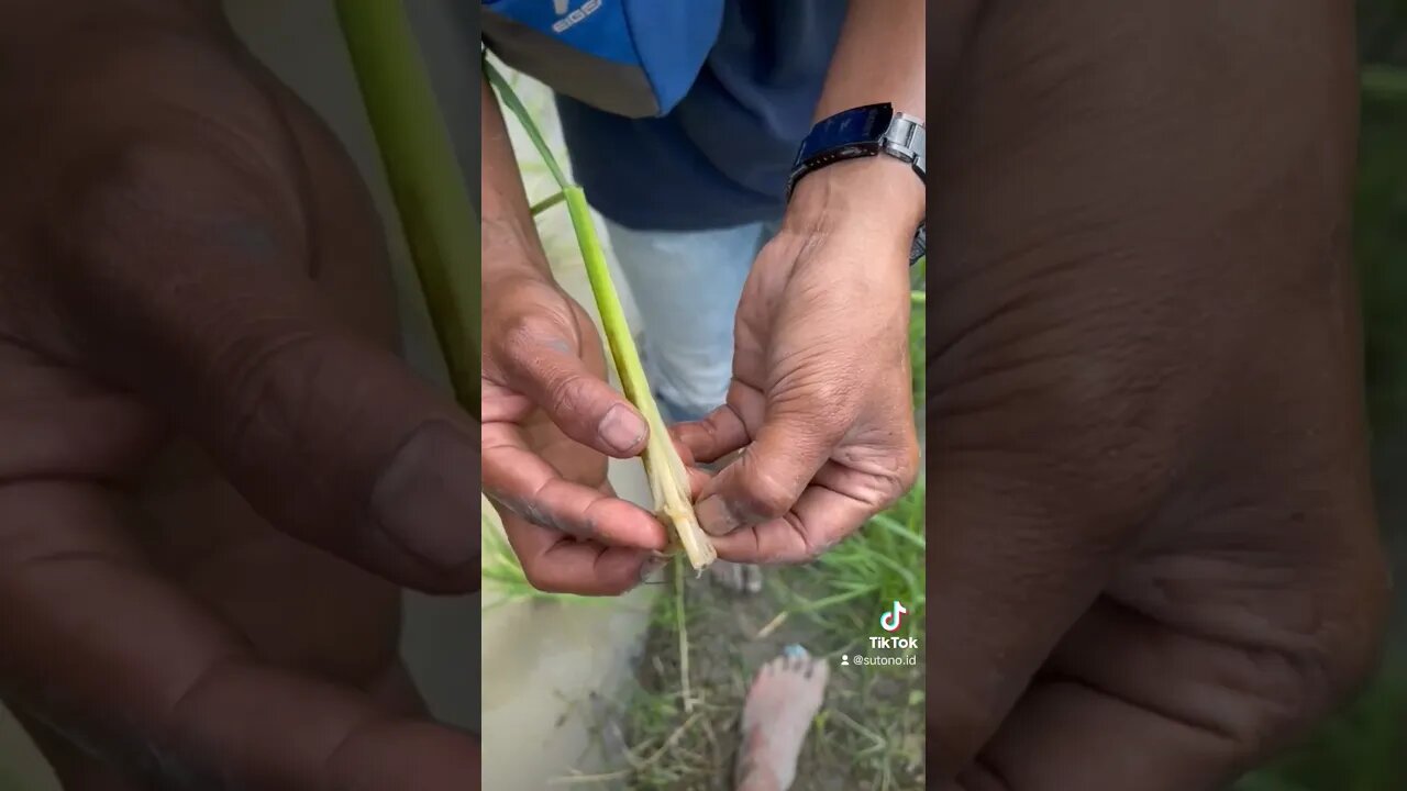 ulat penggerek batang padi