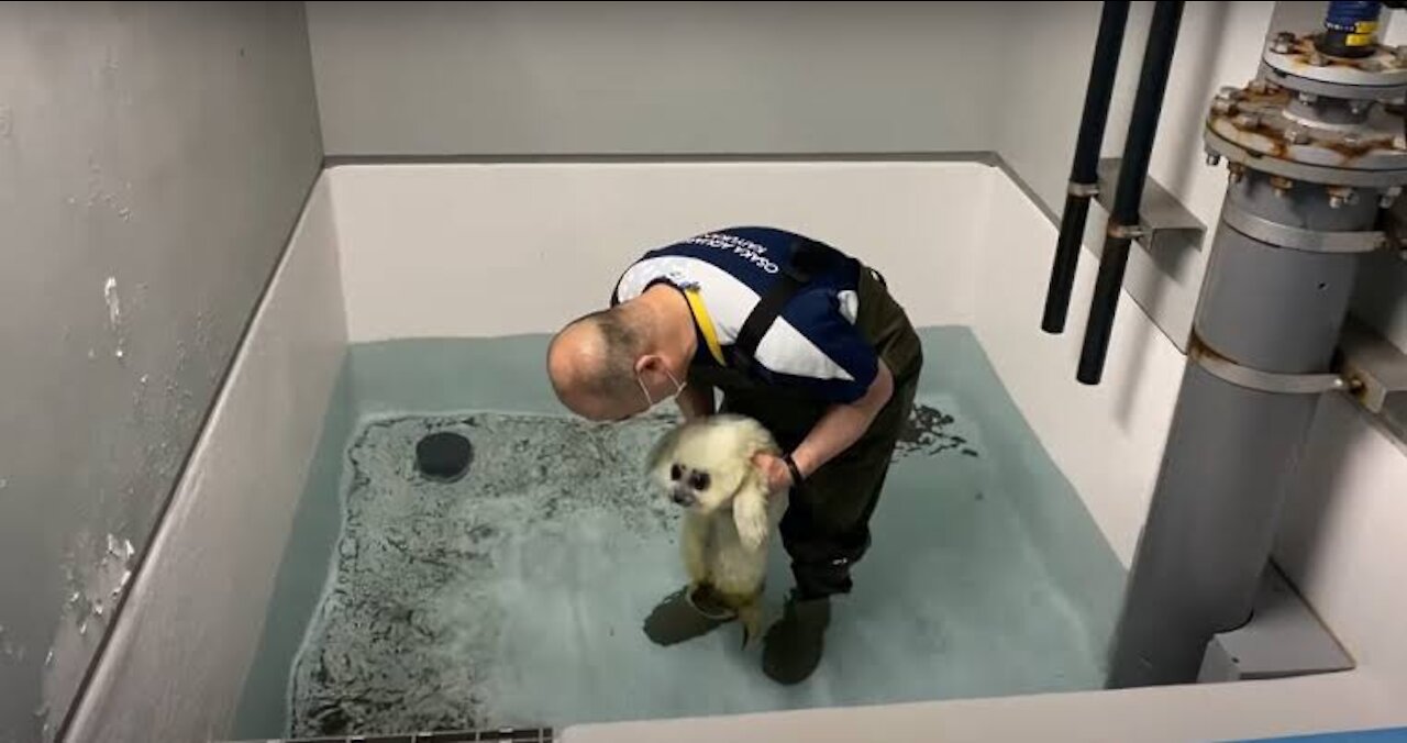 Baby seal learning to swim 👍