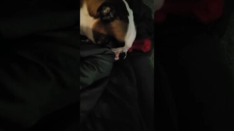 Snoring Sleepy Bulldog