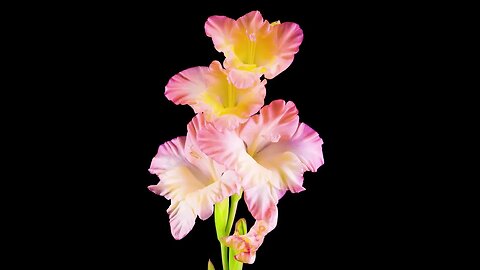 BLOOMING FLOWERS
