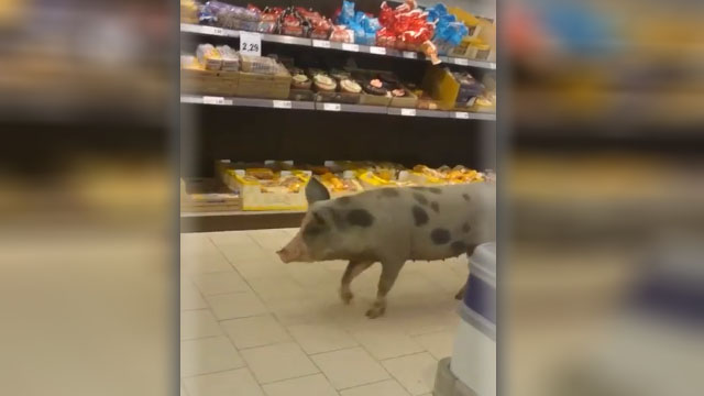 Porca invade supermercado em Alcochete