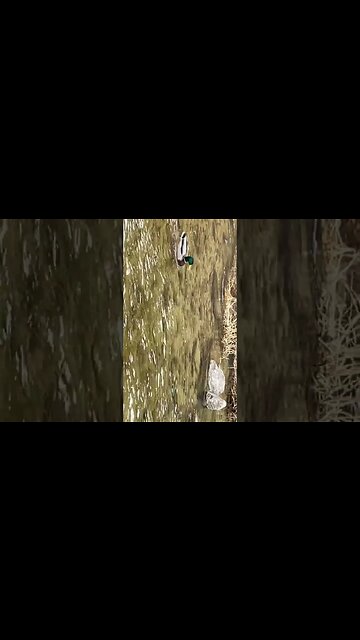 청개천 청둥오리 철새