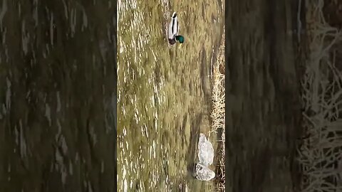 청개천 청둥오리 철새