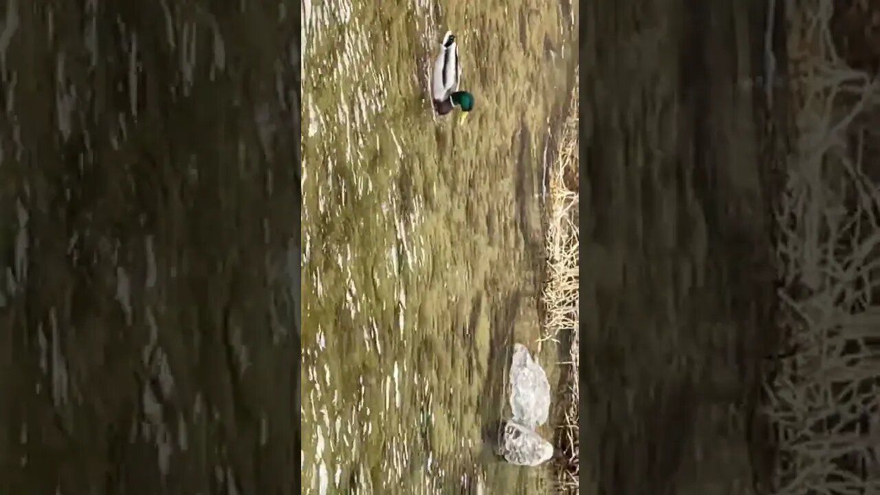 청개천 청둥오리 철새