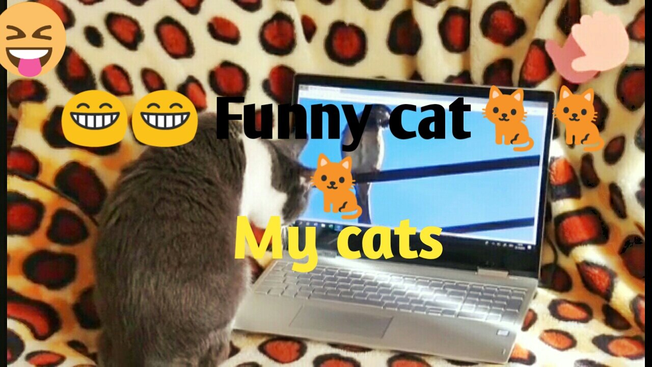 Funny cats.My cats is very funny.cats videos