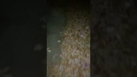 Walking Through Leaves