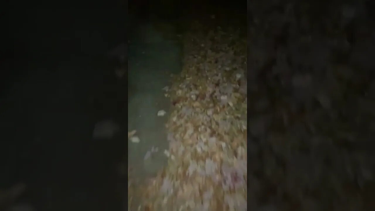 Walking Through Leaves