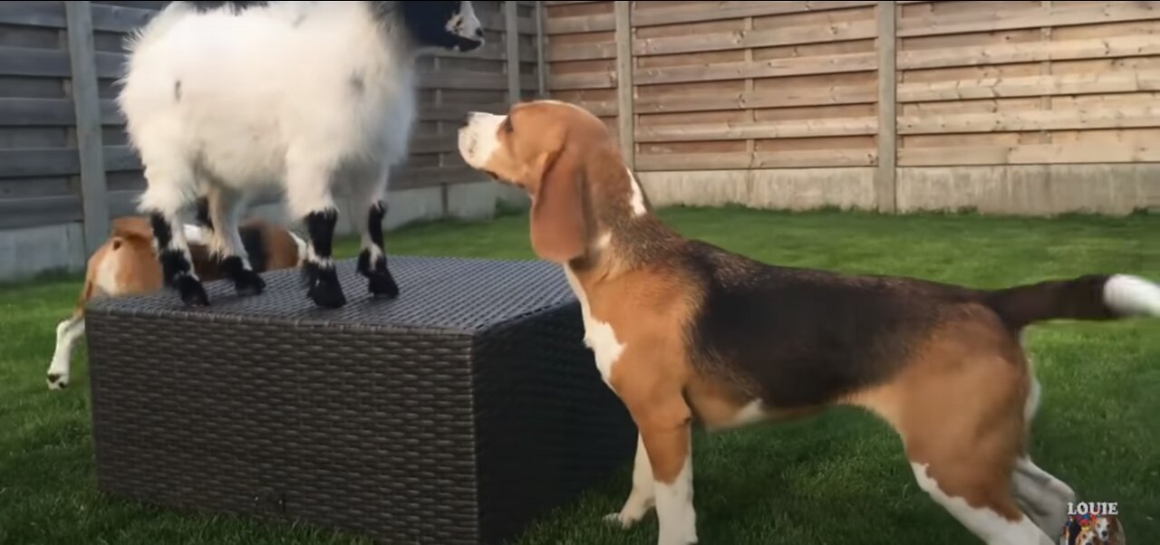 TOP 50 Funny Beagles Playing Compilation 5