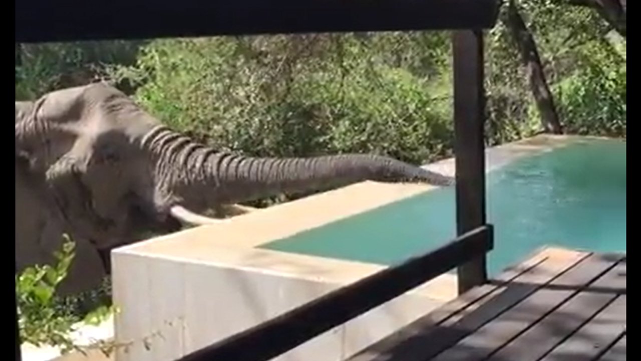 Just stopping in for a sip of water 🐘 🇿🇦