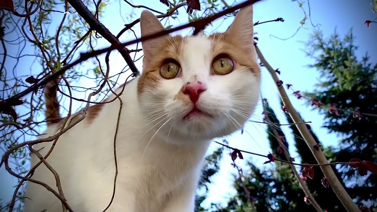 cats funny video#shorts#cats#catsanddogs #