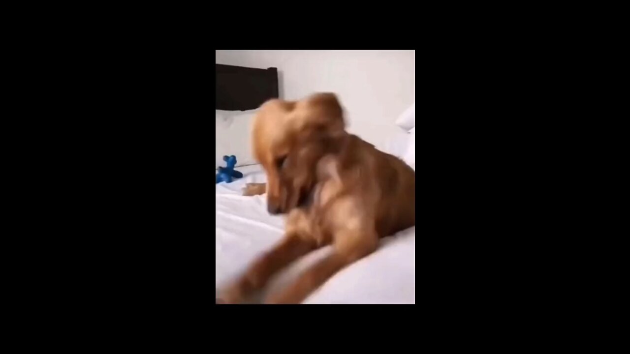 Funny pet videos 😂