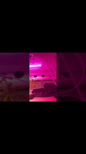 #farmer #aquaponics #improve #upgrade #wtif