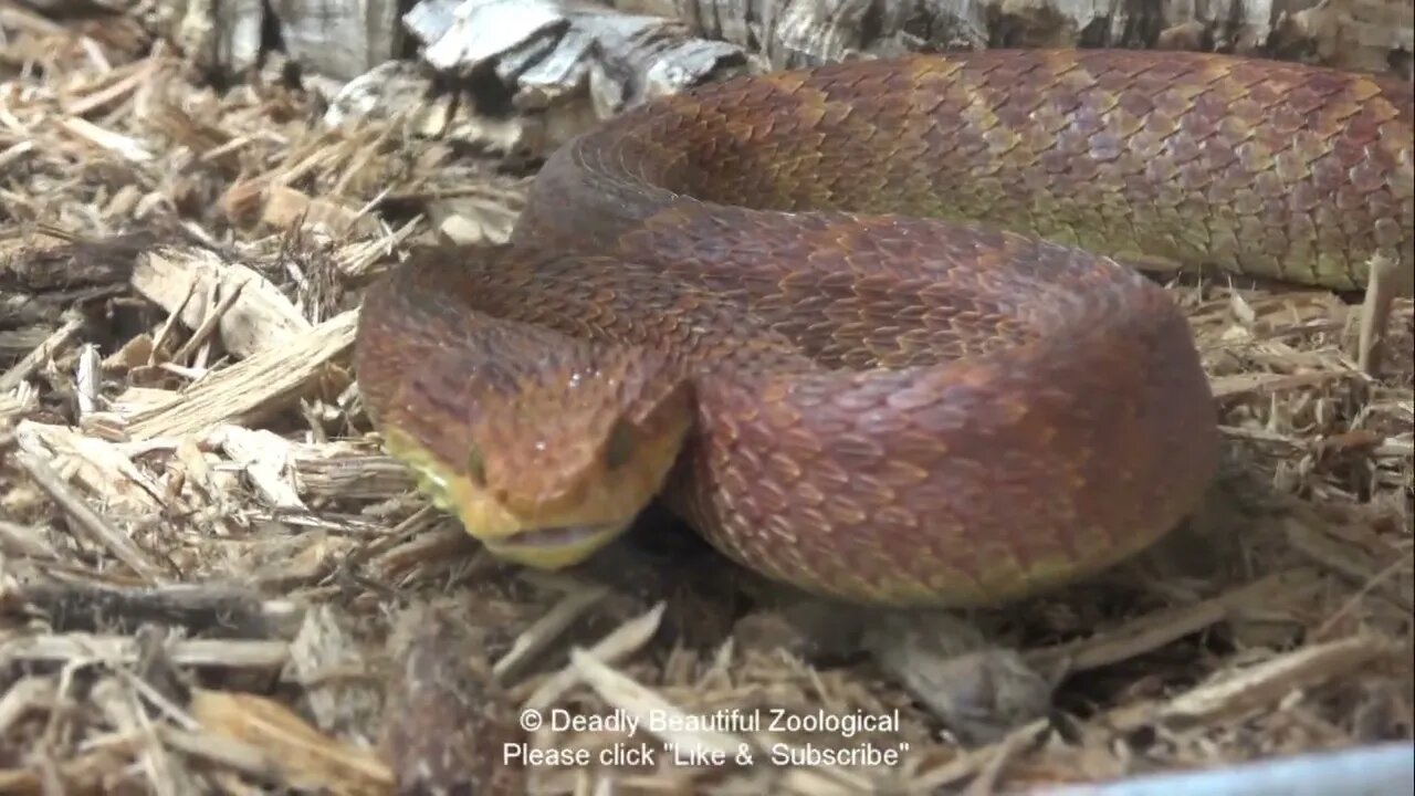 Episode #1043 Big Red Shed and Mr. Boomslang