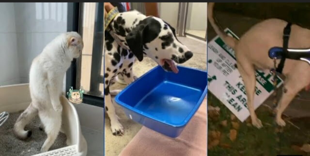 This Fanny animal vedios are Guaranteed to cheer you up / Animals poop and vomit ccompilation