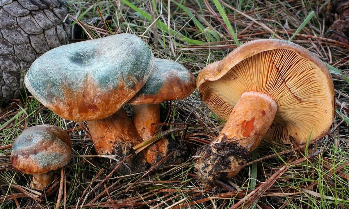 Redfish and boletus.