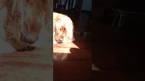 #dogshow , #animals , #dogs , #shorts
