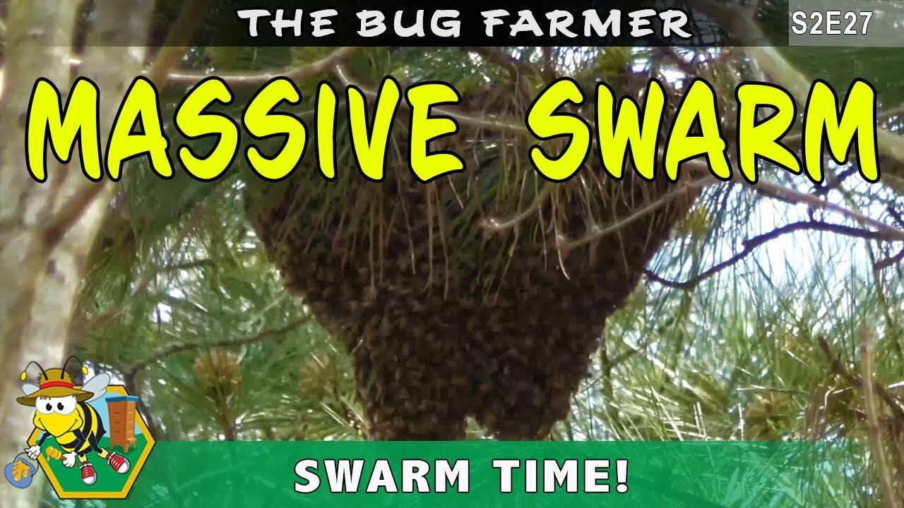 Massive Swarm: The bees decide to split themselves and leave the blue hive. Flow hive is filling up!