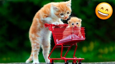 Cats are unstoppable! Compilation of funny videos with cats for a good mood!