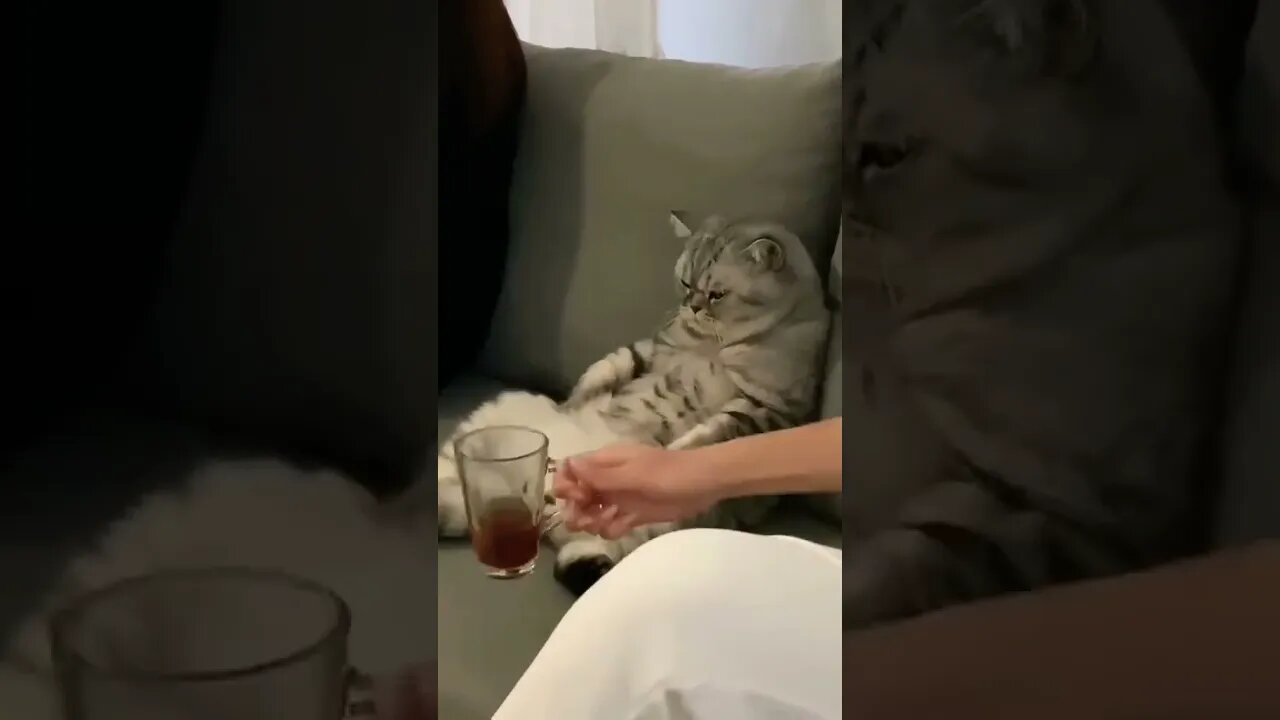 Mood...🐈💤😅