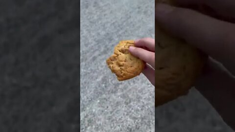 I made my dog follow me with a cookie