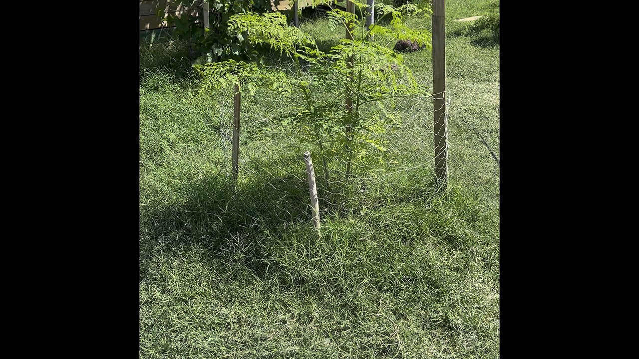 My trees and vines. Fig trees.