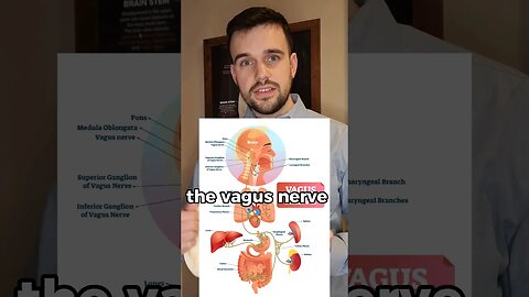 THE VAGUS NERVE - THE MAIN NERVE OF "REST AND DIGEST" AKA PARASYMPATHETIC NERVOUS SYSTEM #vagusnerve