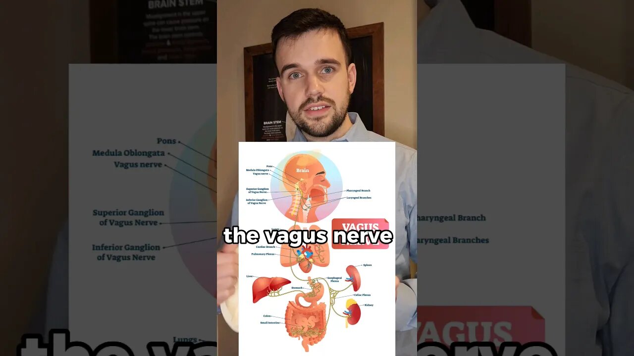 THE VAGUS NERVE - THE MAIN NERVE OF "REST AND DIGEST" AKA PARASYMPATHETIC NERVOUS SYSTEM #vagusnerve