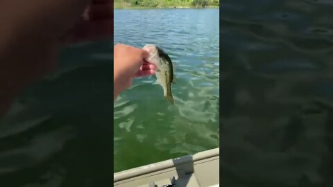 Large mouth bass on the speed worm!