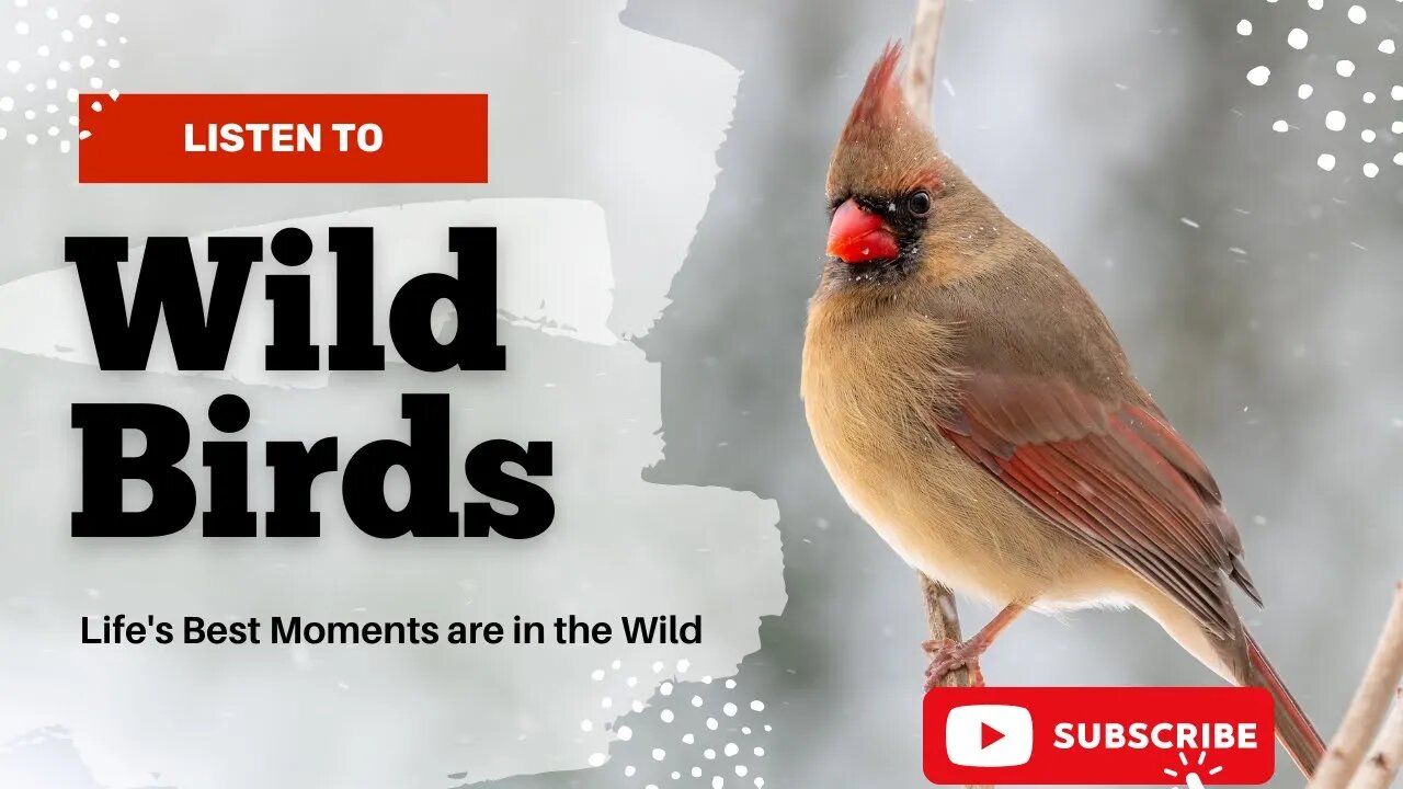 WATCH THESE PURELY BEAUTIFUL BIRDS IN WILD: The Most Dazzling, Captivating Videos!