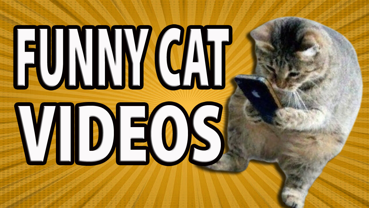 Funny Cat Videos Compilation Baby Cats Cute