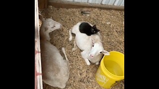 Laziest Barn Cat in the World!